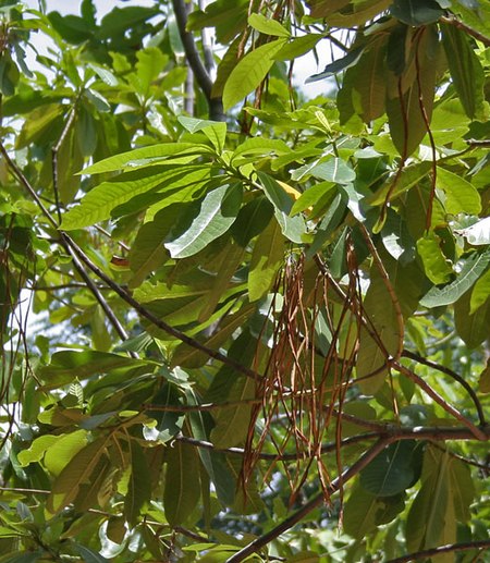 ไฟล์:Batino_(Alstonia_macrophylla)_leaves_&_fruit_at_Hyderabad,_AP_W_280.jpg