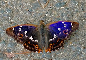 Small Common Schiller Butterfly (Apatura ilia), male