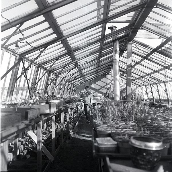 File:Bayview greenhouse.jpg