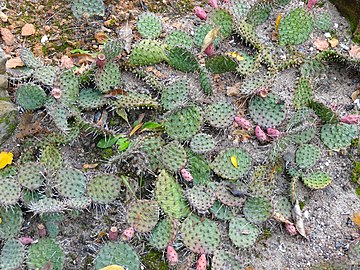 Cactus parterre