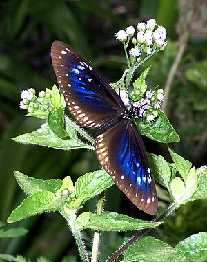 Beautiful Flower Open.jpg