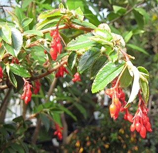 <i>Begonia fuchsioides</i> Species of plant in the genus Begonia