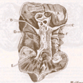 Drawing of kidney ducts by Lorenzo Bellini.