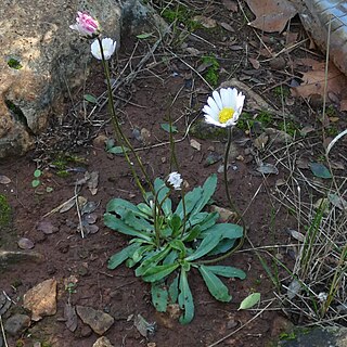 <i>Bellis sylvestris</i> Species of flowering plant