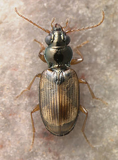 <i>Bembidion ephippium</i> Species of beetle