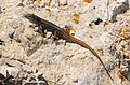 * Nomination endemic lizard species from the Greek island Pori (by Benny Trapp) --Achim Raschka 20:02, 14 October 2013 (UTC) * Promotion Good quality. --XRay 16:10, 16 October 2013 (UTC)