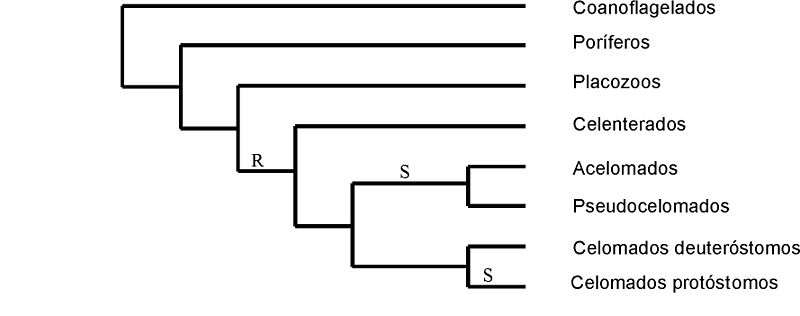 File:Bilaterales2.jpg