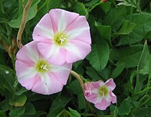 Bindweed (Convolvulus Arvensis) (3105112704).jpg