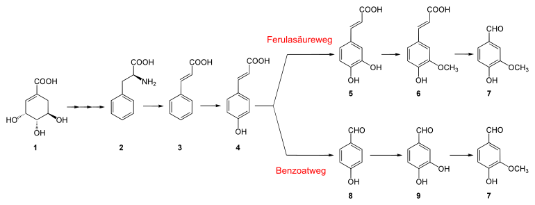 Beide Biosynthesewege des Vanillins: Ferulasäureweg und Benzoatweg