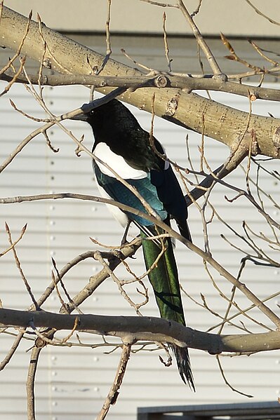 File:Black-billed Magpie (Pica hudsonia) - Saskatoon, Saskatchewan.jpg