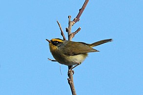 Black-faced warbler (Abroscopus schisticeps schisticeps) Phulchowki.jpg