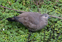 Black-winged ground dove, lower slopes of Chimborazo, Ecuador Black-winged ground dove.jpg