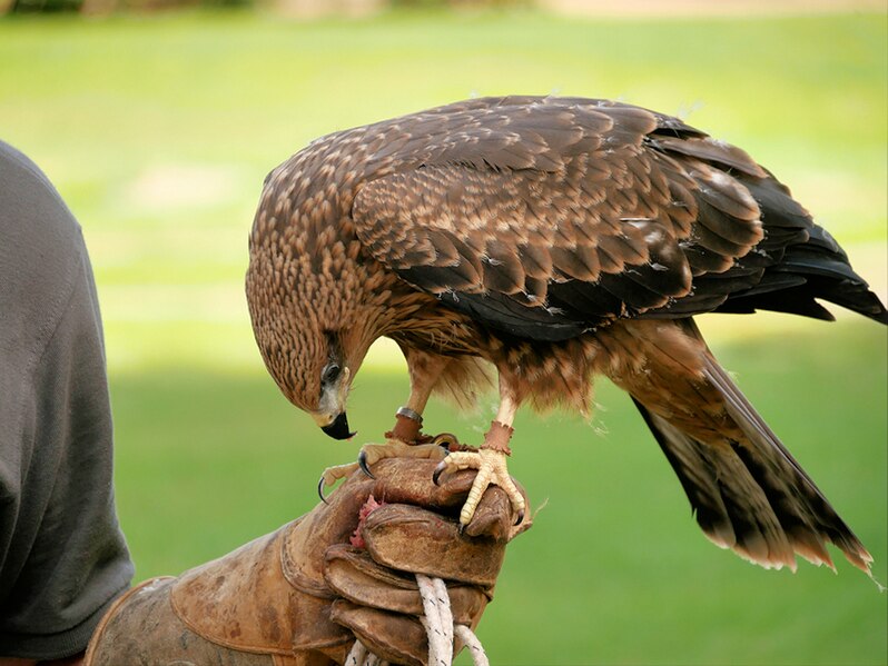 File:Black Kite on the Falconer's Glove - geograph.org.uk - 6230359.jpg