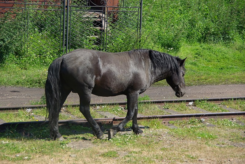 File:Black horse at railway station Port Baikal (31896330300).jpg