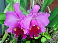 ×Brassolaeliocattleya 'Turanbeat'