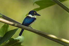 Noord-Molukse ijsvogel