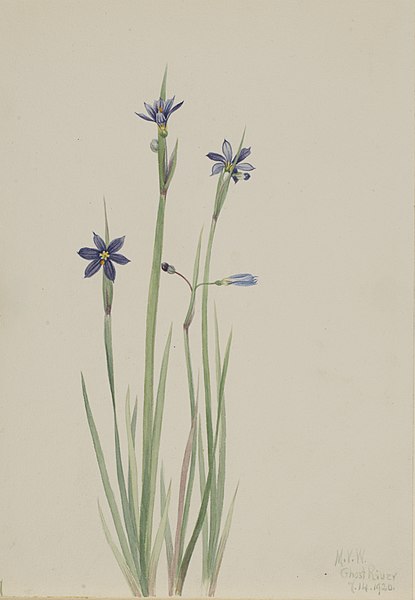 File:Blue-eyed-grass (Sisyrinchium angustifolium) by Mary Vaux Walcott-saam1970.355.576.jpg