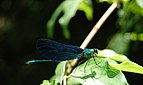 Calopteryx virgo