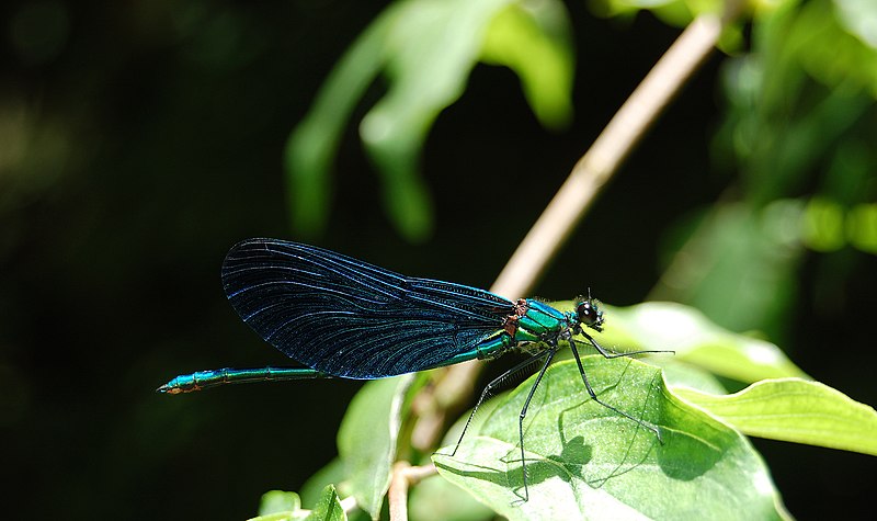 File:Blue Dragonfly Iski Vingart.JPG