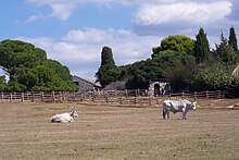 Istrische Ochsen im Ethno-Park