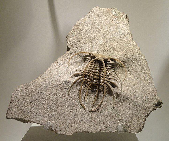 File:Boedaspis ensifer, Middle Ordovician, Volkhov Formation, St. Petersburg region, Russia - Houston Museum of Natural Science - DSC01437.JPG