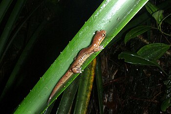 Una salamandra (Bolitoglossa celaque) en su hábitat natural.