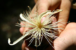 <i>Pachira quinata</i> Species of tree