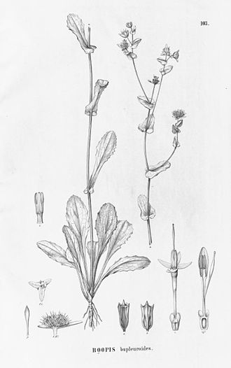 Boopis bupleuroides, a member of the family Calyceraceae Boopis bupleuroides.jpg