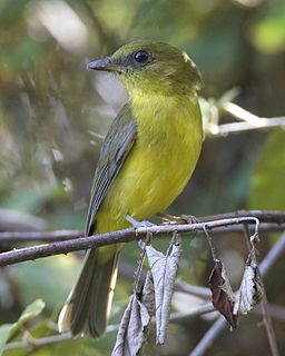 <span class="mw-page-title-main">Bornean whistler</span> Species of bird