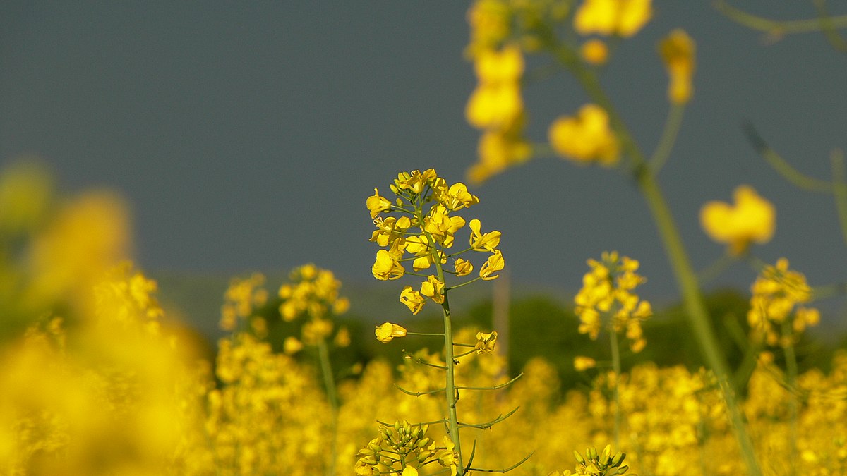 Mustard Trees And Seeds God As A Gardener