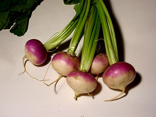Brassica rapa turnip.jpg