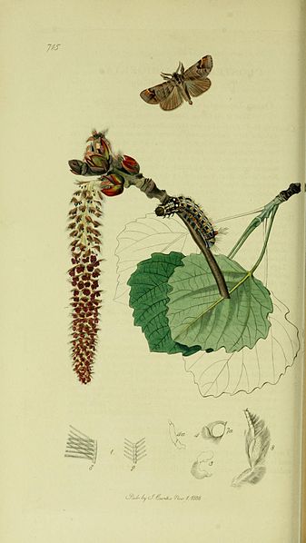 File:Britishentomologyvolume5Plate715.jpg