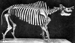 Brontotherium.jpg