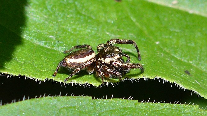 Bronze Jumping Spider (Eris militaris)