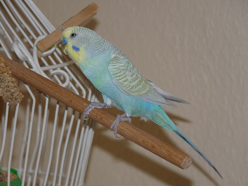 File:Budgie001M.JPG