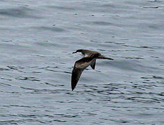 Buller's Shearwater Bay of Islands.jpg