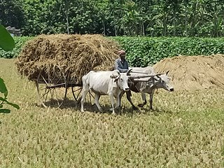 Bullock Cart (gorur gaadd'i), Rural Bengal.jpg