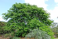 Bulnesia arborea