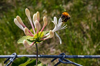 Bumblebee visiting a wild honeysuckle on a fence in Brastad