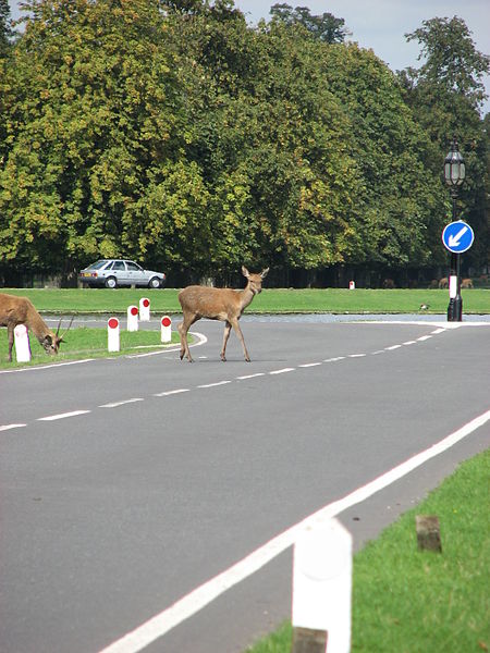 File:Bushy Park (3021101047).jpg