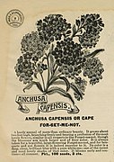 From Miss C.H. Lippincott seed catalog, 1894