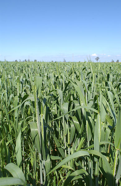 File:CSIRO ScienceImage 3642 Wheat crop.jpg