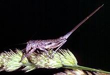 CSIRO ScienceImage 59 A Tympanop Grasshopper.jpg