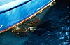 CSIRO ScienceImage 914 Undaria pinnatifida Japanese kelp.jpg