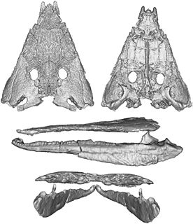 Calmasuchus