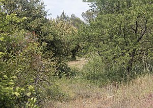 Bois des Lorieux.