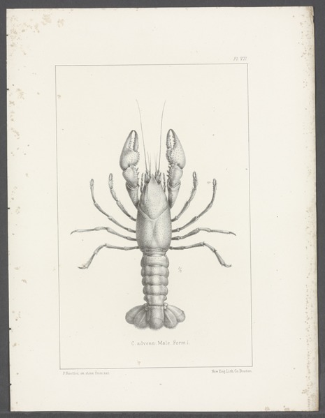 File:Cambarus advena - - Print - Iconographia Zoologica - Special Collections University of Amsterdam - UBAINV0274 097 01 0020.tif