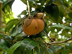Fruit of Camellia granthamiana