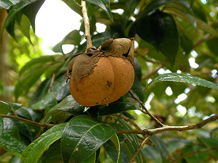 Camellia granthamiana