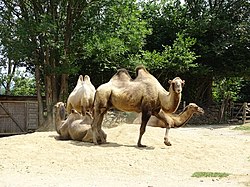 Camelus ferus Tierwelt Herberstein.jpg
